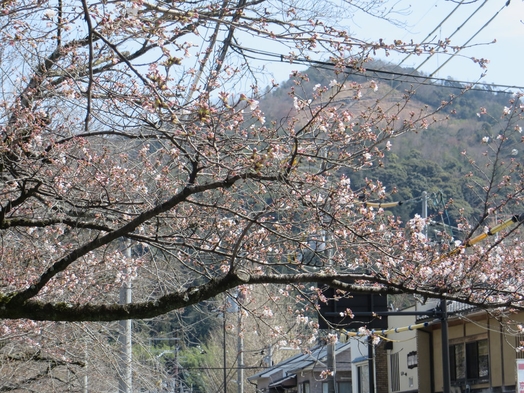 京都産「北山杉」の自然の温かみが伝わるVillaを拠点に京都・奥東山を堪能